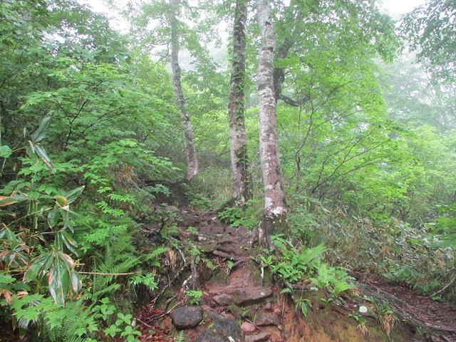 画像1: 7月16日より2泊で山旅会 「三国山と苗場山」 ツアーに行ってきました!