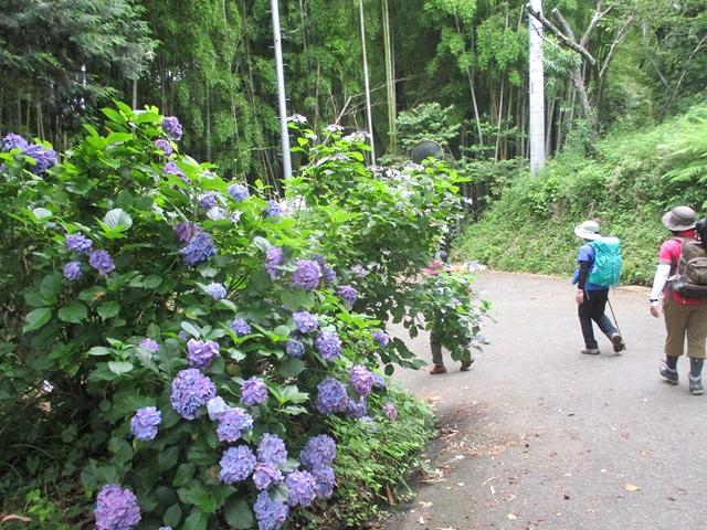 画像15: 7月13日に岡田ガイドの現地集合コースで、 陣馬山 へ行ってきました♪