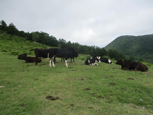 画像1: 7月19日に山旅会 「湯ノ丸山」 ツアーに行ってきました!