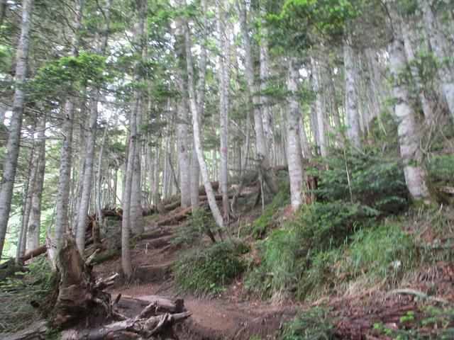 画像2: 来年夏のツアーの素材を探して南アルプスの 鳳凰三山 を歩いてきました♪