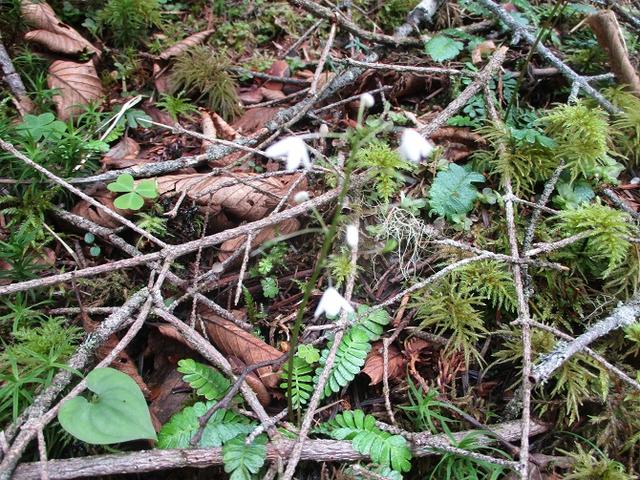 画像7: 来年夏のツアーの素材を探して南アルプスの 鳳凰三山 を歩いてきました!