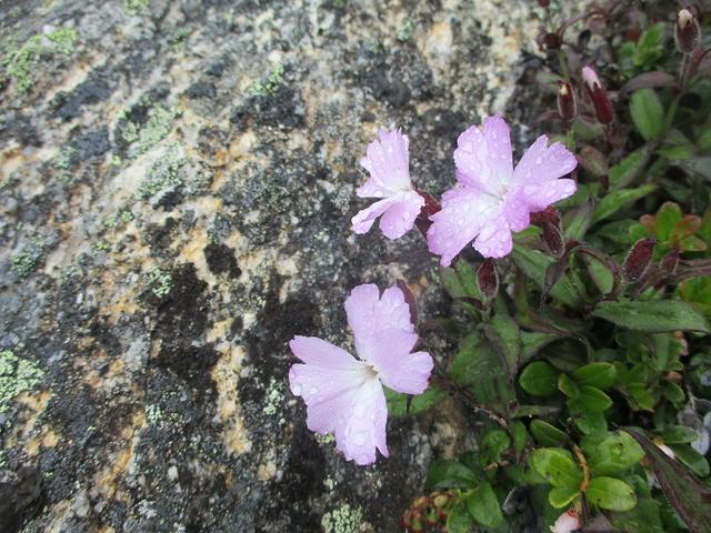 画像7: 来年夏のツアーの素材を探して南アルプスの 鳳凰三山 を歩いてきました♪