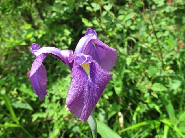 画像14: お花満喫の 飯盛山 にいってきました♪