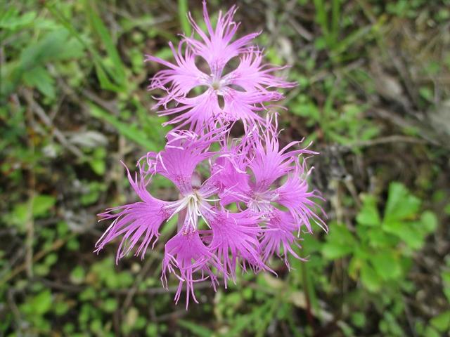 画像13: お花満喫の 飯盛山 にいってきました♪