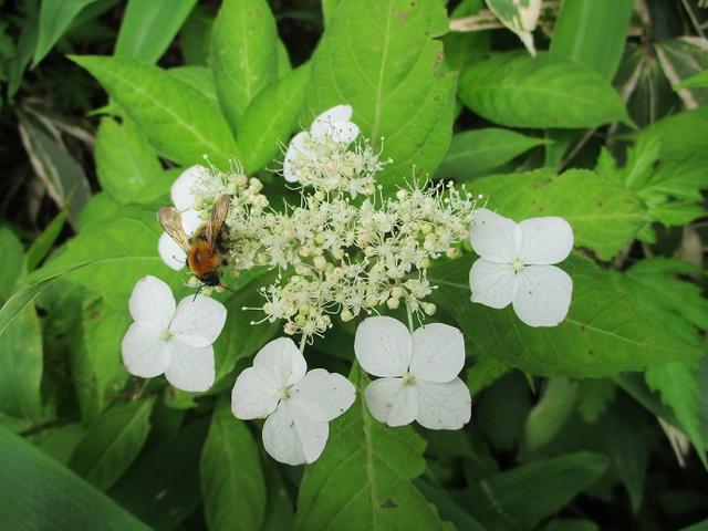 画像2: お花満喫の 飯盛山 にいってきました♪
