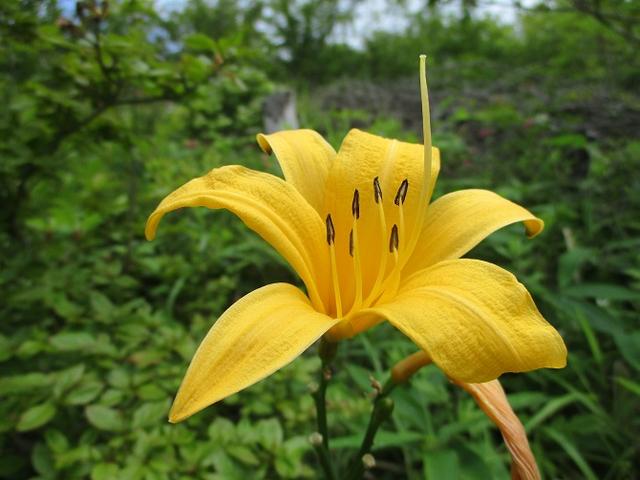 画像7: お花満喫の 飯盛山 にいってきました♪