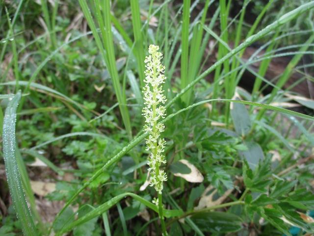 画像2: 来年夏の企画の素材を探して尾瀬周辺を歩いてきました!