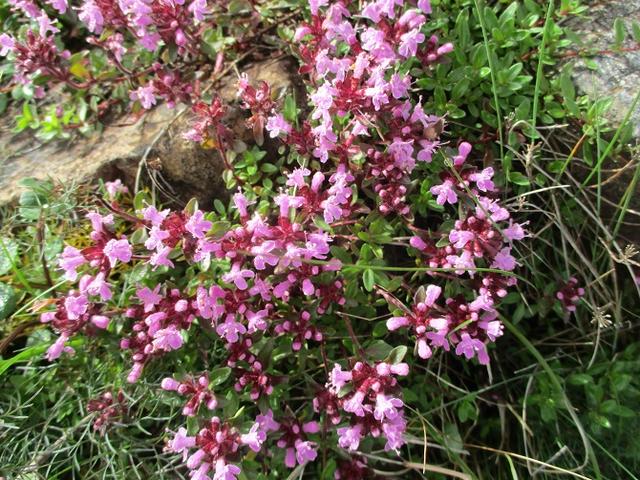 画像5: 来年夏の企画の素材を探して尾瀬周辺を歩いてきました!