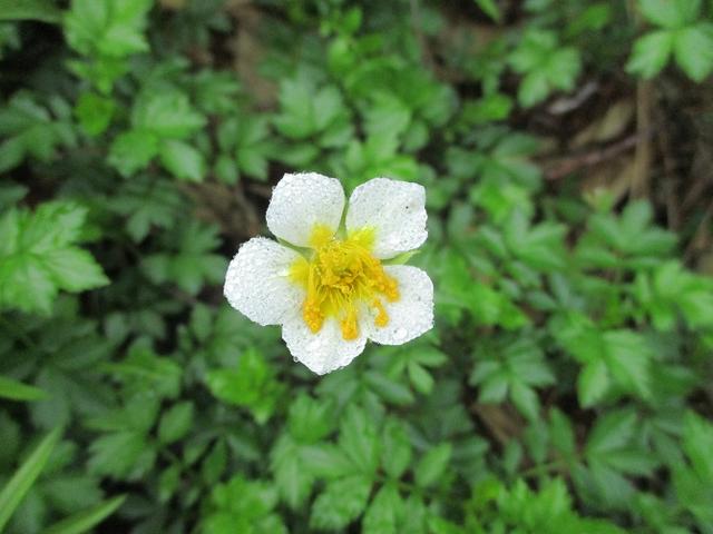 画像12: 来年夏の企画の素材を探して尾瀬周辺を歩いてきました!