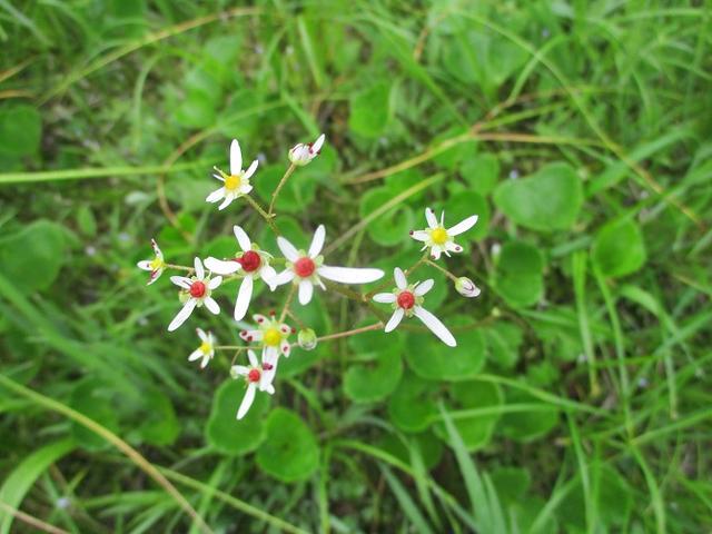 画像7: 来年夏の企画の素材を探して尾瀬周辺を歩いてきました!