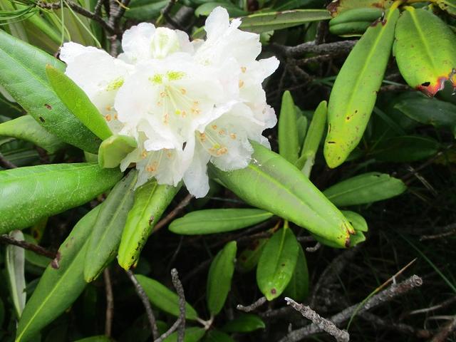 画像16: 来年夏の企画の素材を探して尾瀬周辺を歩いてきました!