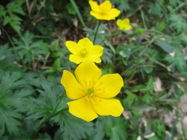 画像11: 来年夏の企画の素材を探して尾瀬周辺を歩いてきました!