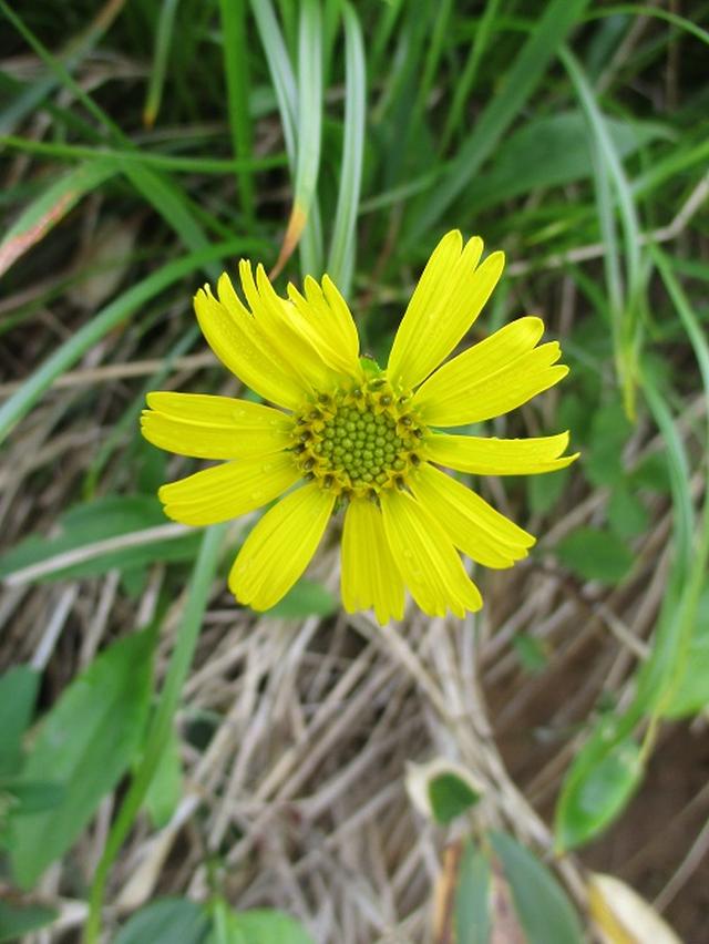 画像14: 来年夏の企画の素材を探して尾瀬周辺を歩いてきました!
