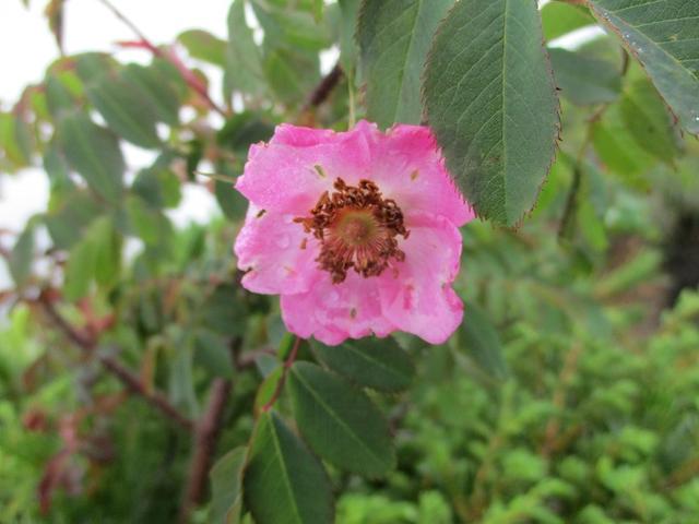 画像4: 来年夏の企画の素材を探して尾瀬周辺を歩いてきました!