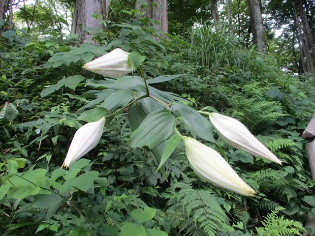 画像9: 8月の山旅会 「大塚山」 ツアーの下見に行ってきました!