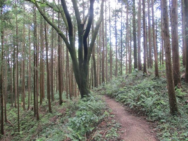 画像11: 8月の山旅会 「日の出山」 ツアーの下見に行ってきました!