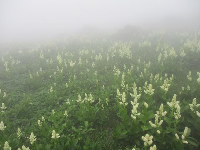 画像4: 7月29日から3日間で山旅会 「白山」 ツアーに行ってきました!
