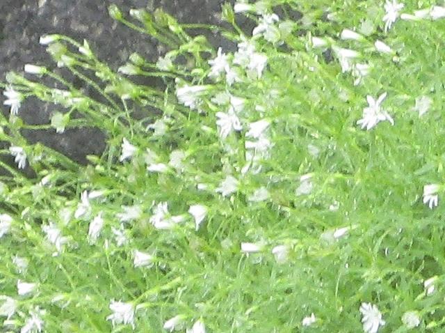 画像6: 7月29日から3日間で山旅会 「白山」 ツアーに行ってきました!