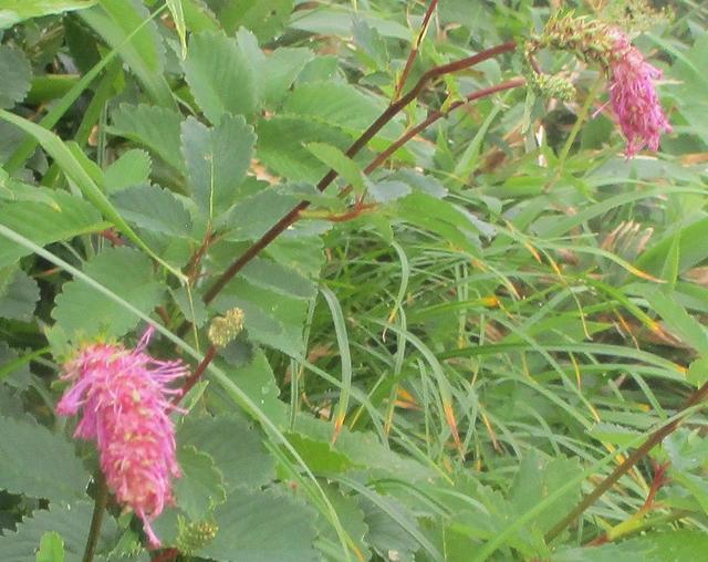 画像8: 7月29日から3日間 「白山」 ツアーに行ってきました!