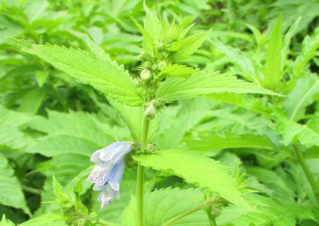 画像5: 7月29日から3日間山旅会 「白山」 ツアーに行ってきました!
