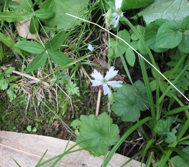 画像4: 7月29日から3日間山旅会 「白山」 ツアーに行ってきました!