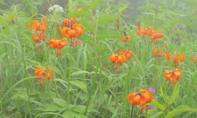 画像3: 7月29日から3日間 「白山」 ツアーに行ってきました!