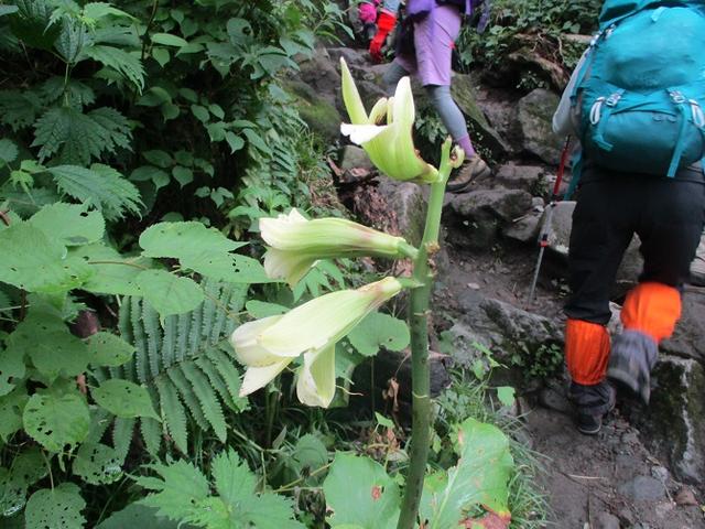 画像2: 7月29日から3日間山旅会 「白山」 ツアーに行ってきました!