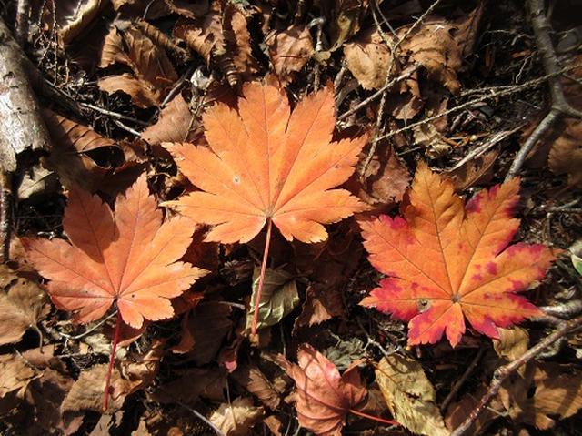 画像11: 少し早いですが10月の 「大菩薩嶺から牛ノ寝通り」 ツアーのご案内です!