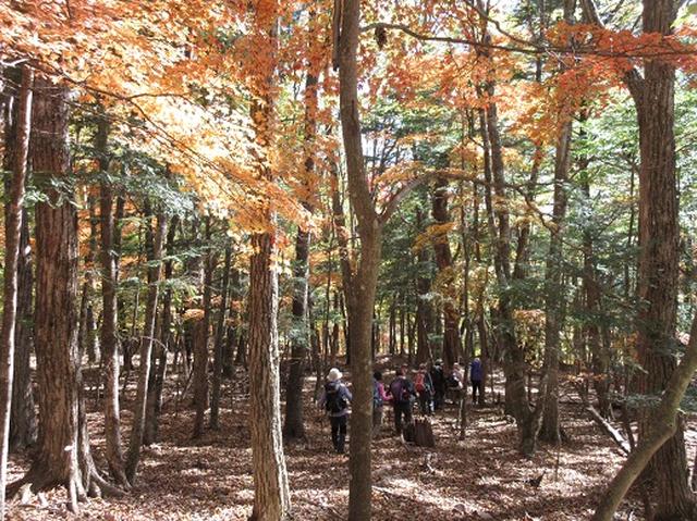 画像9: 少し早いですが10月の 「大菩薩嶺から牛ノ寝通り」 ツアーのご案内です!