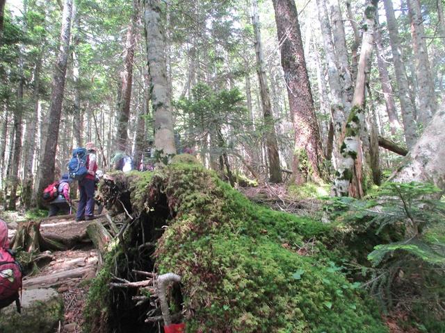 画像4: 【山旅会・登山ガイドこだわりツアー】岡田ガイドからの便り・硫黄岳ツアーに行ってきました!(1日目)