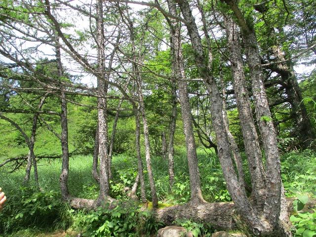 画像4: 8月7日に岡田ガイドのハイキングコースで池の平湿原へいってきました♪