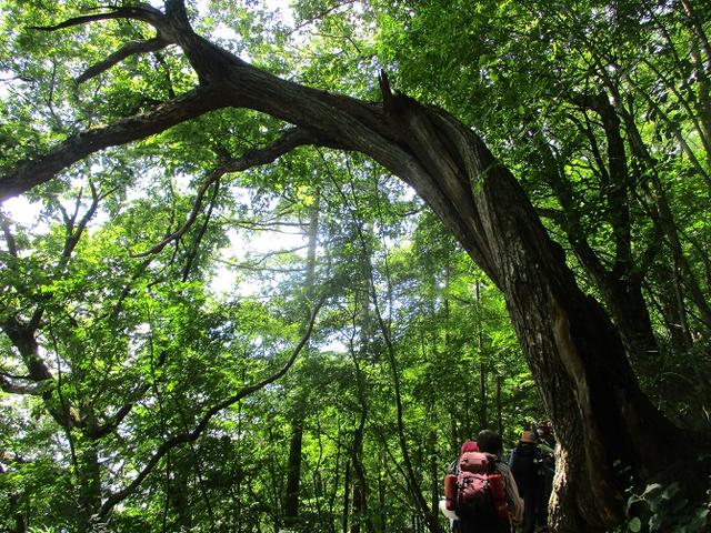 画像5: 8月8日に岡田ガイドのコースで東京都と山梨県にまたがる日本300名山・山梨100名山の 三頭山 へ行ってきました♪