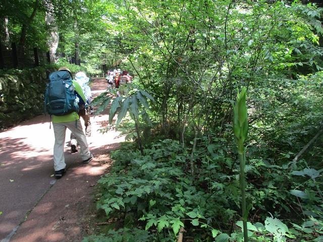 画像2: 8月8日に岡田ガイドのコースで東京都と山梨県にまたがる日本300名山・山梨100名山の 三頭山 へ行ってきました♪