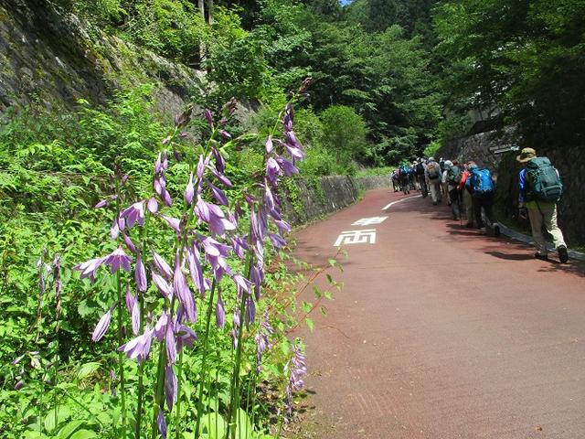 画像3: 8月8日に岡田ガイドのコースで東京都と山梨県にまたがる日本300名山・山梨100名山の 三頭山 へ行ってきました♪