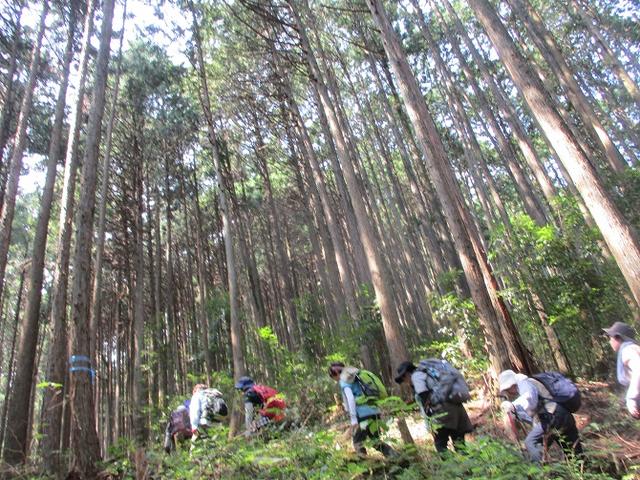 画像2: 8月10日に岡田ガイドの山旅会現地集合 「大塚山」 へ行ってきました!