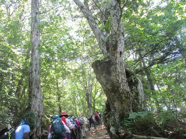 画像2: 8月10日に岡田ガイドのコースで 三つ峠 へ行ってきました♪