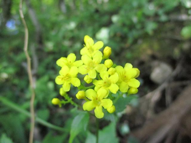 画像5: 8月10日に岡田ガイドのコースで 三つ峠 へ行ってきました♪