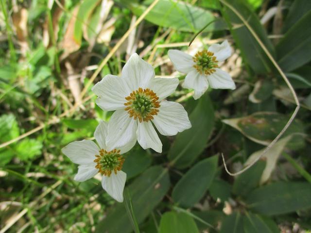 画像5: 8月13日から岡田ガイドのコースで 「ゆっくり歩く鏡平と弓折岳」 に行ってきました!