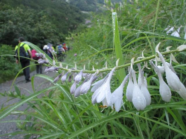 画像1: 8月13日から岡田ガイドのコースで 「ゆっくり歩く鏡平と弓折岳」 に行ってきました!