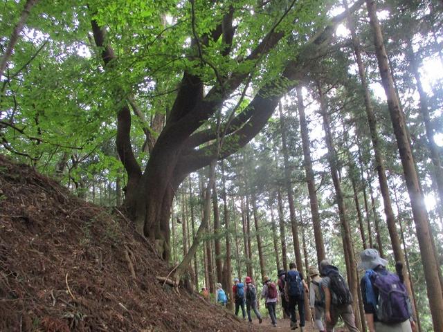 画像5: 8月17日に岡田ガイドの山旅会現地集合ツアーで、奥多摩の 日の出山 に行ってきました♪