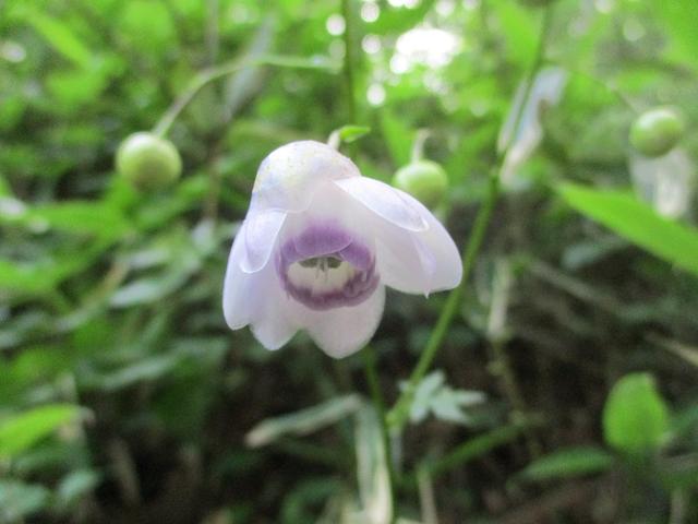 画像2: 8月17日に岡田ガイドの山旅会現地集合ツアーで、奥多摩の 日の出山 に行ってきました♪