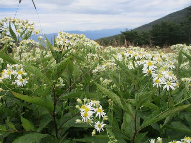 画像10: 8月23日に山旅会 「高峰山」 ツアーにいってきました!