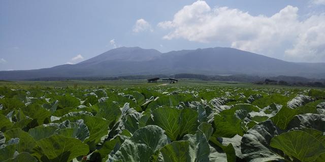 画像: キャベツ畑と浅間山(イメージ)