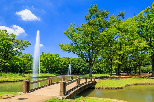 画像: 代々木公園。東京にも自然あふれる場所がたくさんあります(渋谷区編)