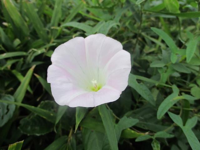 画像7: 来年の夏の企画素材を探して 三浦半島の南端・城ヶ島を歩いてみました!
