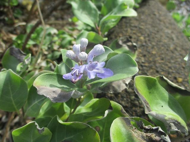 画像10: 来年の夏の企画素材を探して 三浦半島の南端・城ヶ島を歩いてみました!