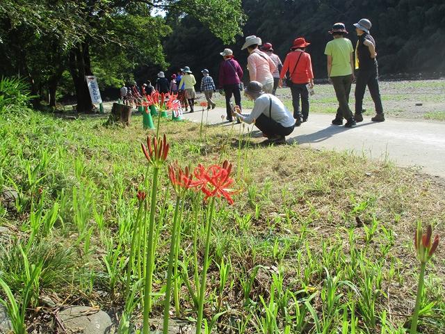 画像10: 9月20日に山旅会 「ユガテ~日和田山~巾着田」 ツアーに行ってきました!