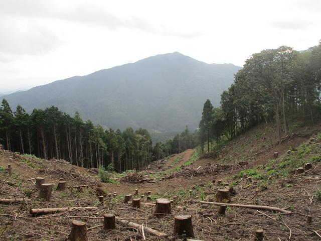 画像4: 【山旅会・登山ガイドこだわりツアー】岡田ガイドからの便り・大霧山ツアーの下見に行ってきました!
