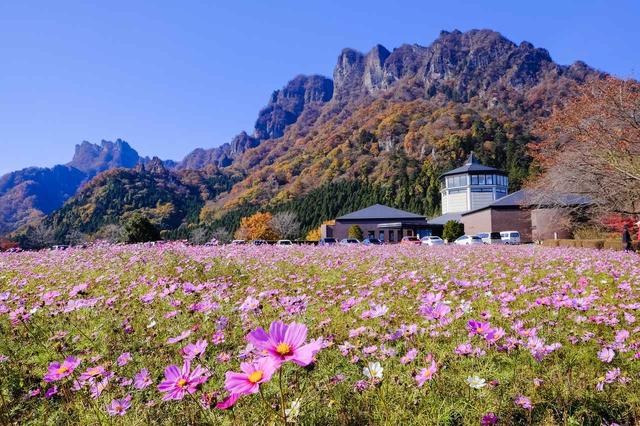 画像: 11月は可憐なコスモスと紅葉のコントラストを楽しむ妙義山を望みます