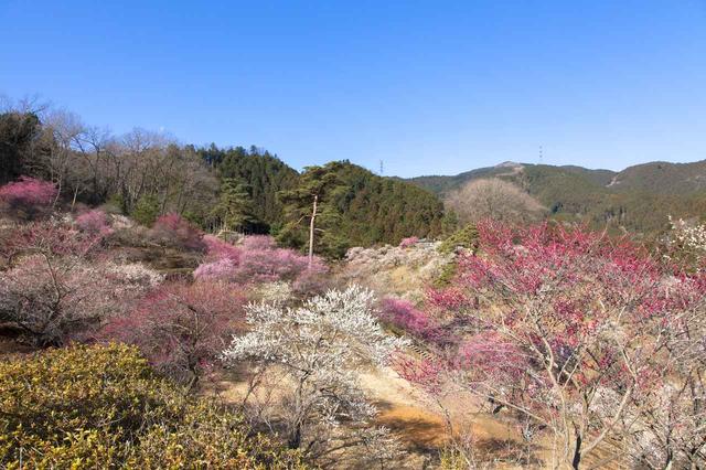 画像: 約4,000本以上の梅が再植樹された青梅市梅の公園(2020年3月)